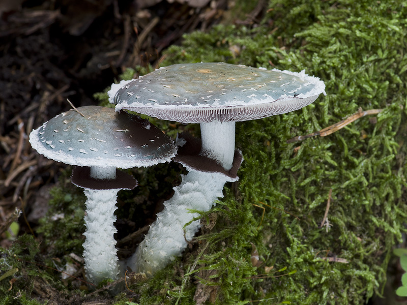 Stropharia aeruginosa